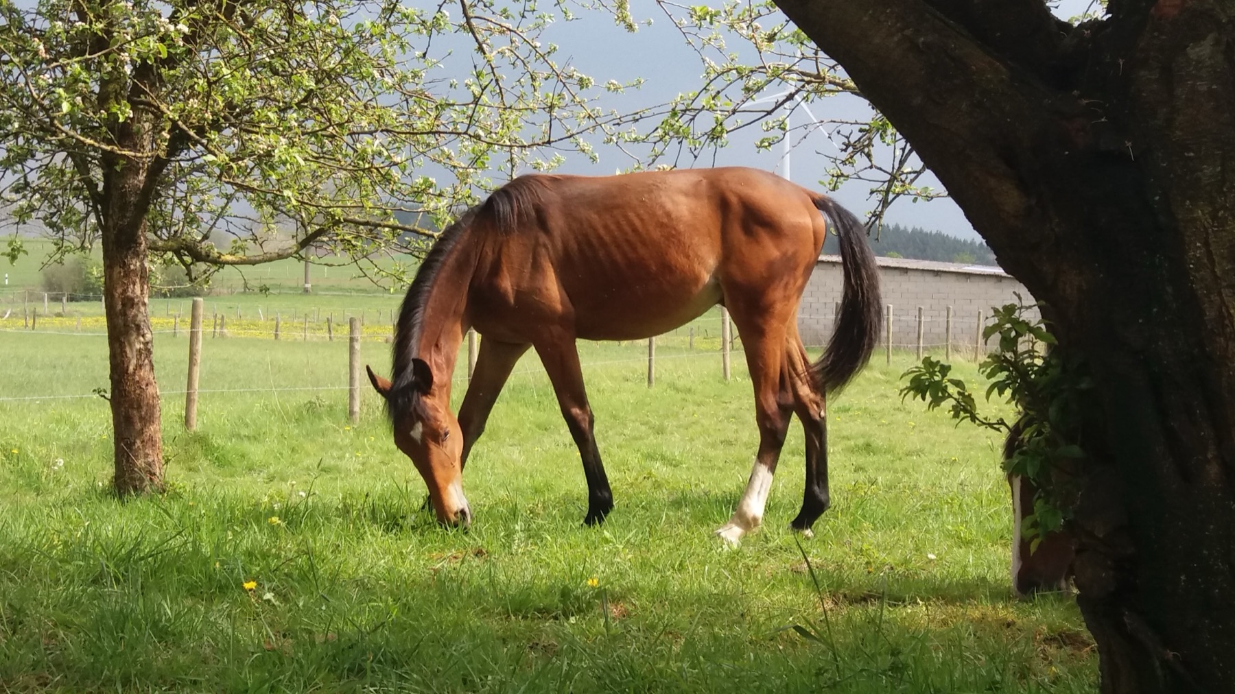 Prairies et paddocks du Haras d'As